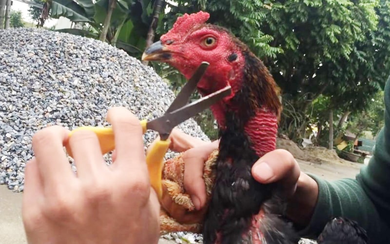 Lý do cần thiết của việc cắt tai gà chọi