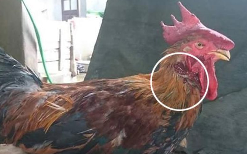 Giới thiệu về các phương pháp cắt tai gà chọi