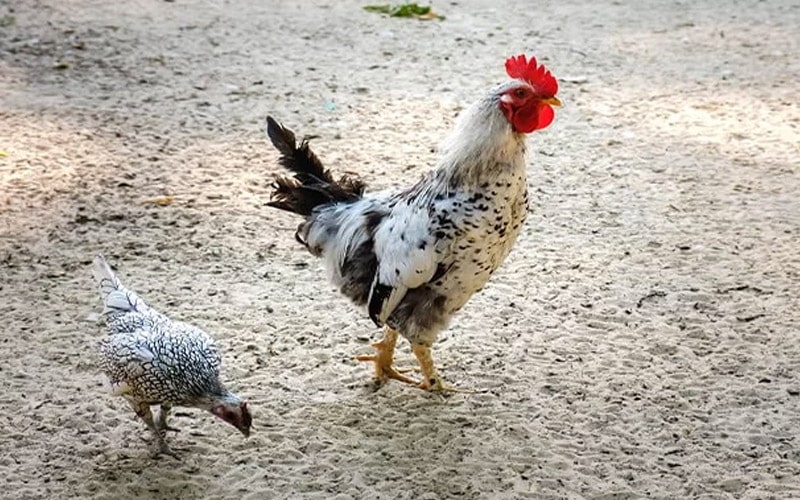 Đáp án cho câu hỏi "gà đá ăn cát có sao không?"