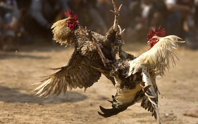 Nguyên nhân gà chọi ăn cát