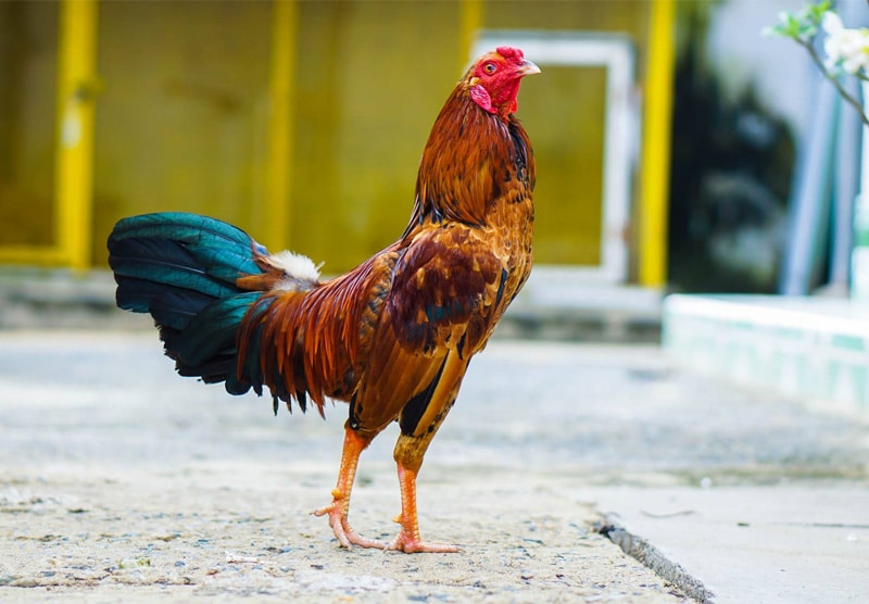 Berberin và gà thịt - Cho Gà Uống Berberin