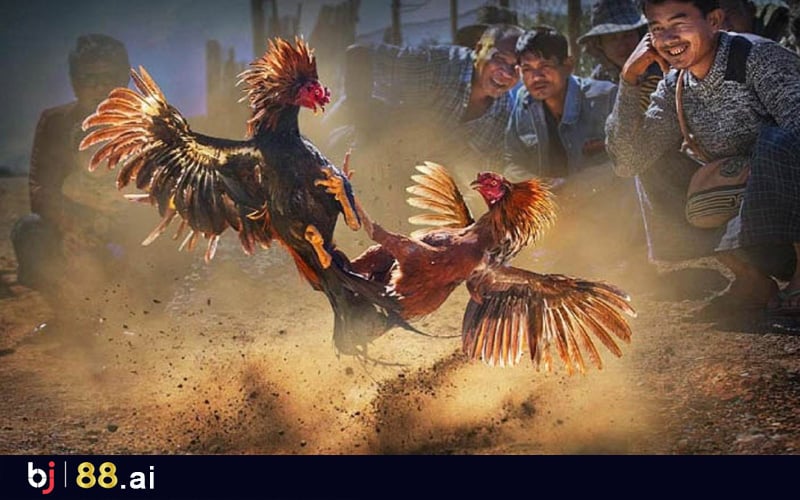 Đá Gà Miền Tây và Tiềm Năng Phát Triển Du Lịch