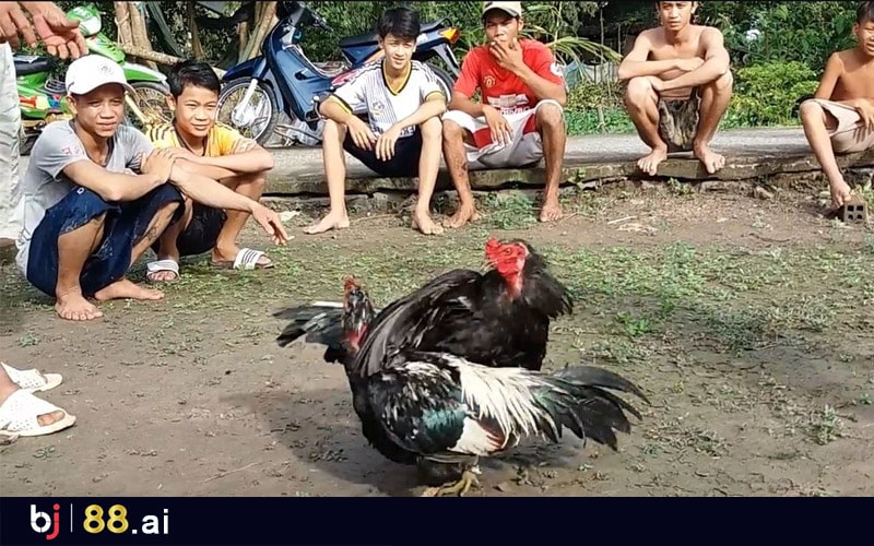 Tham gia đá gà miền Tây online tại Bj88