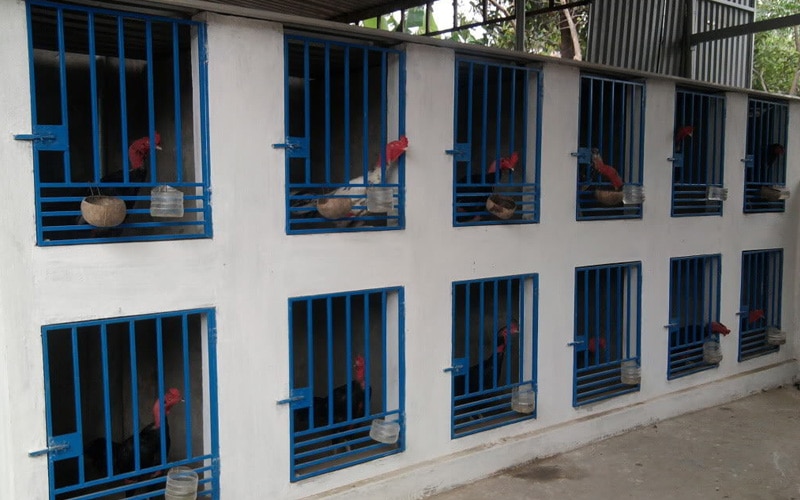 Cách chăm sóc gà chọi sau khi lên chuồng
