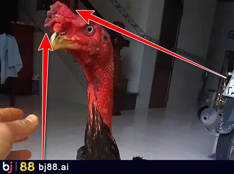 Nguyên Nhân Gây Ra Mào Đổ
