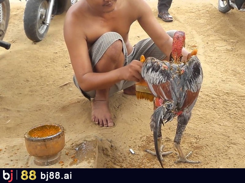 Phương pháp cho gà chọi ăn nghệ