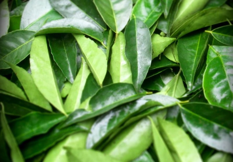 Hướng dẫn tắm trà cho gà đá