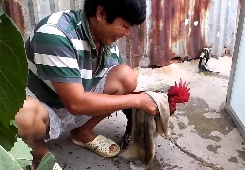Lợi ích của việc tắm trà cho gà đá