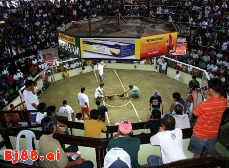 Bồ gà 67 có uy tín không