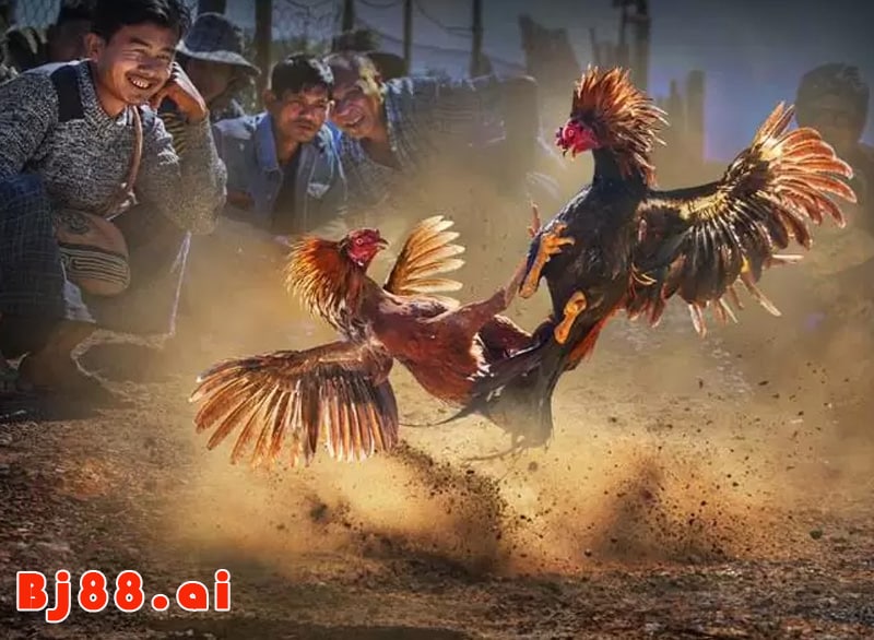 Bồ gà 67 có ưu điểm gì, cách tham gia