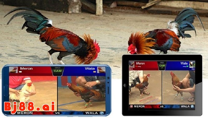 Trải nghiệm xem đá gà online: