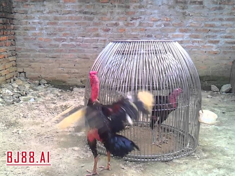 Bu Bằng Tre Nứa - Sự Nhẹ Nhàng Đầy Hiệu Quả