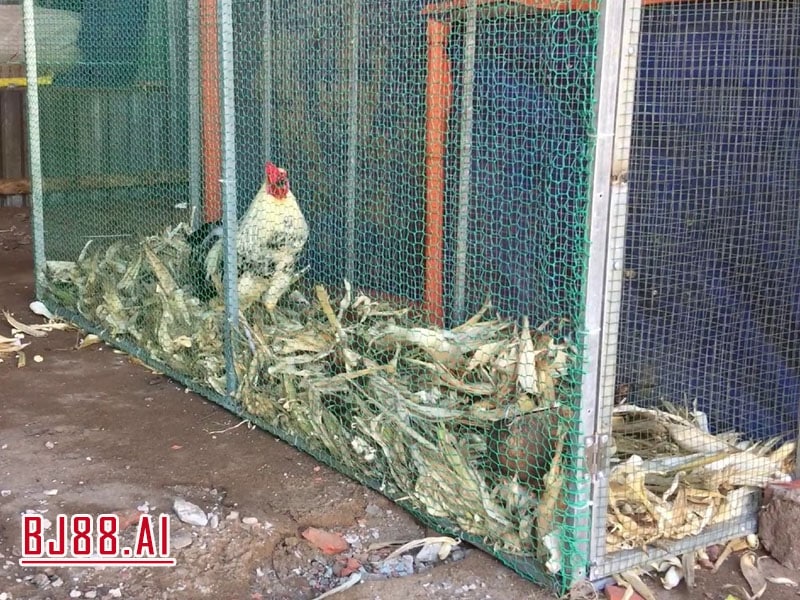 Linh Hoạt Trong Lựa Chọn Bu Gà Chọi