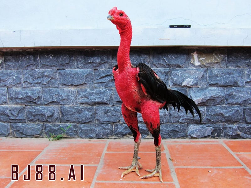 Tổng quan về cách nuôi gà đá chân mạnh