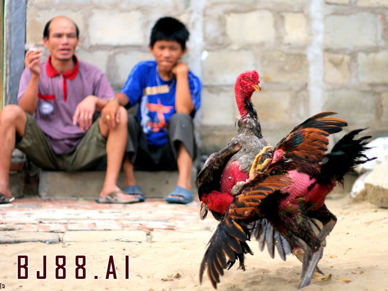 Các bước quan trọng để nuôi gà có đôi chân khỏe