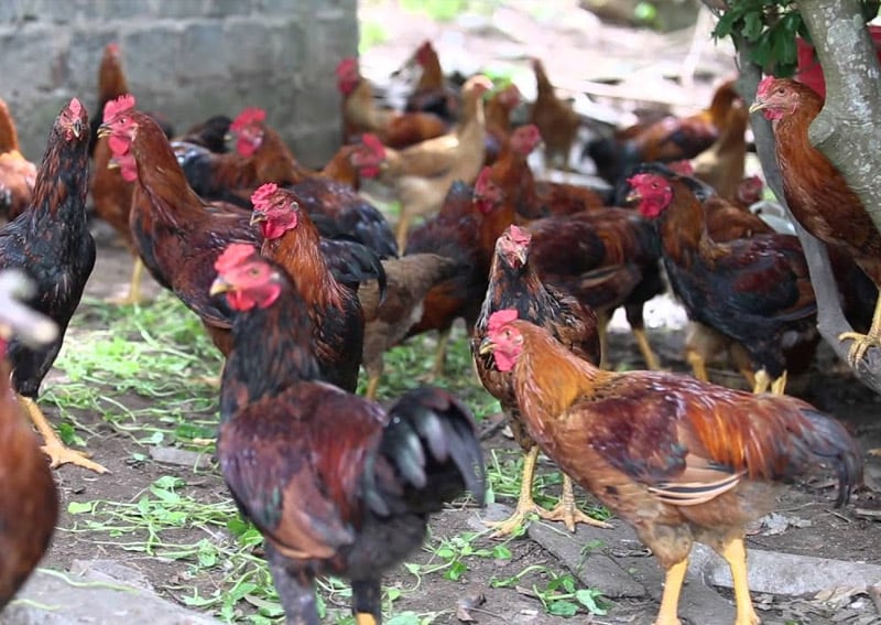 Gà Lai Chọi: Đặc điểm và nguồn gốc