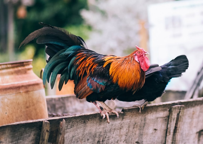 Cách nhận biết Gà Chọi hay Gà Lai Chọi