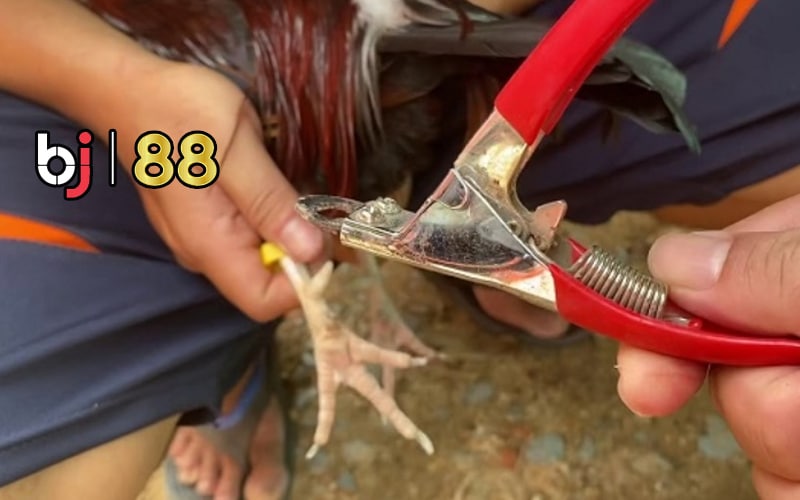 Giải thích ngắn gọn - "Cắt cựa gà chọi"