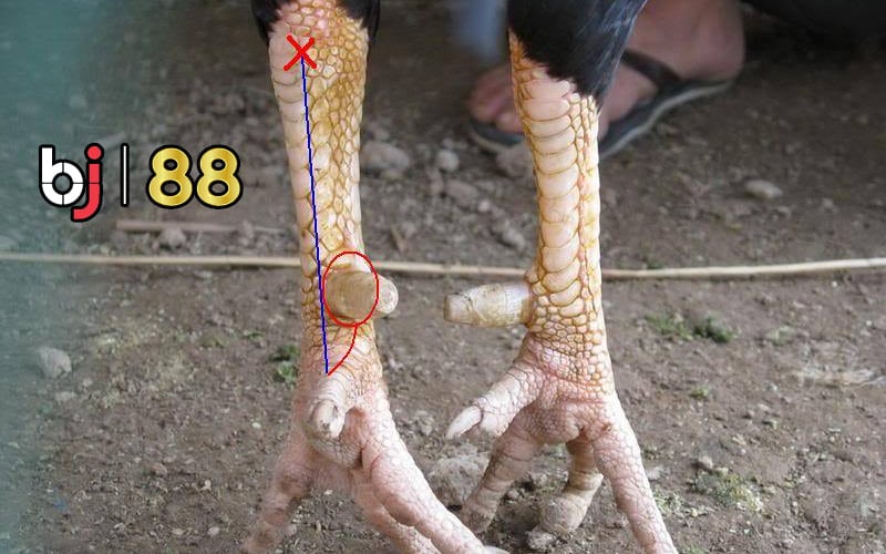 Quy trình cắt cựa gà chọi
