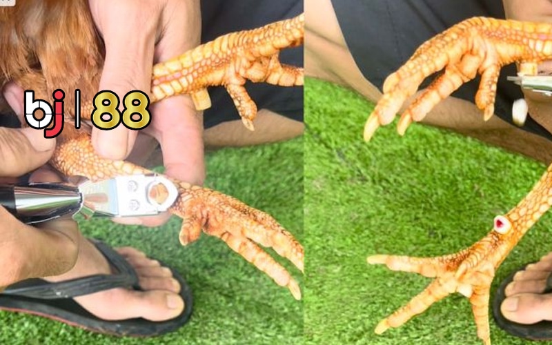 Sử dụng dụng cụ sắc bén và rủi ro tiềm ẩn