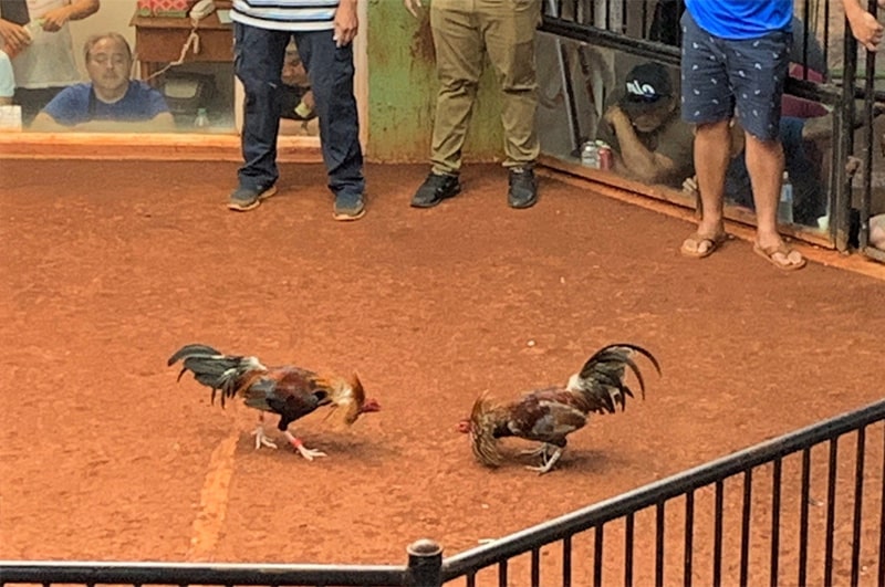 Sự hấp dẫn của "Đá Gà Thomo"