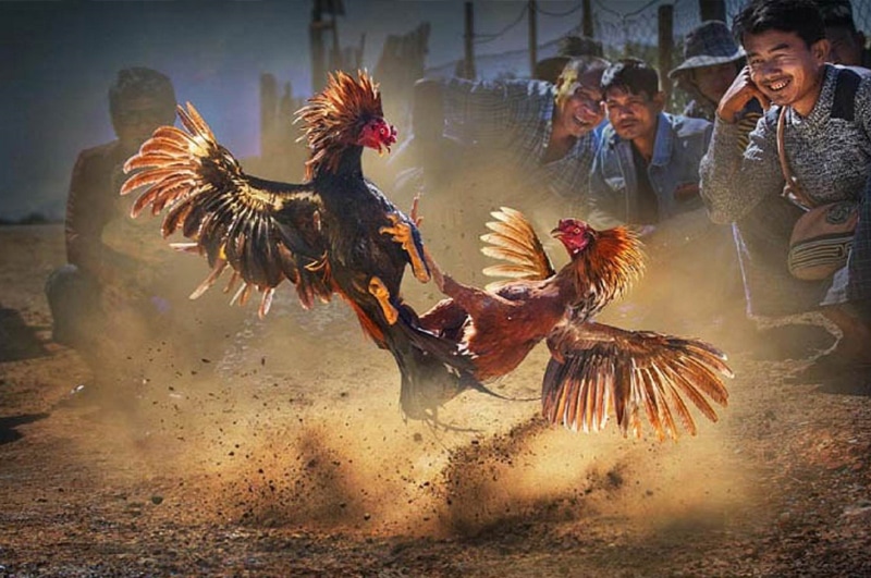 "Đá Gà Thomo" và Cá Cược Trực Tuyến