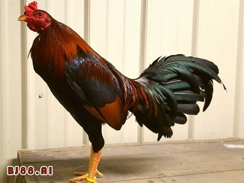 Gà Asil Rặc: Vẻ Đẹp Đến từ Ấn Độ