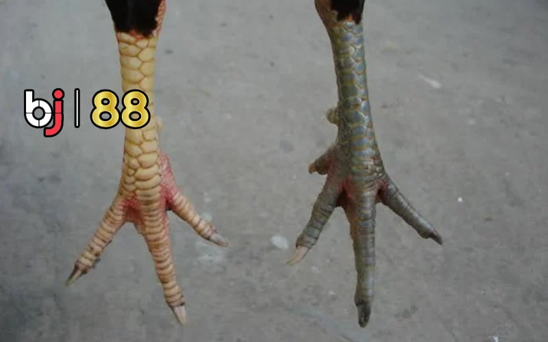 Gà Chọi Chân 2 Màu