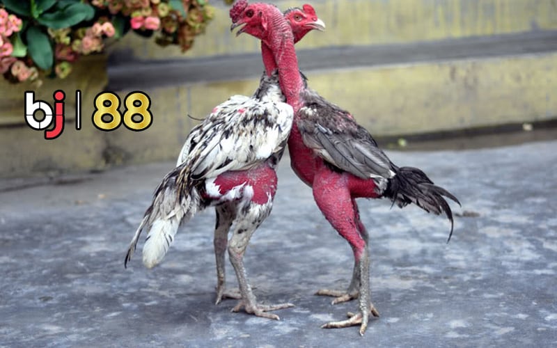 Chân 2 Màu: Vẻ Đẹp Và Sức Mạnh Được Kết Hợp
