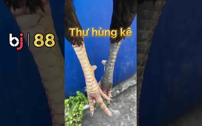 Gà Chọi Chân 2 Màu đá hay không