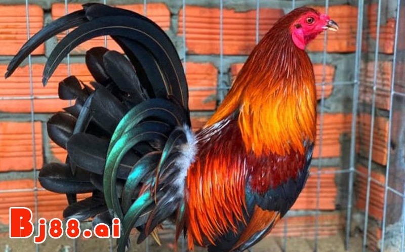 Gà màu điều, tía, đỏ: