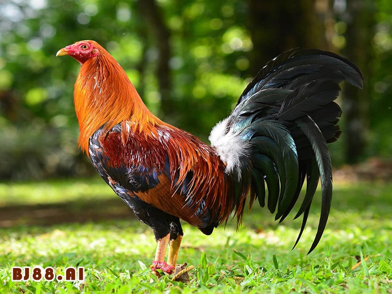 Gà Mỹ Rặc: Tinh Hoa của Những Nhà Nhân Giống Đại Tài