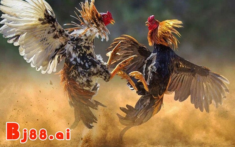 Gà màu nâu, bịp:
