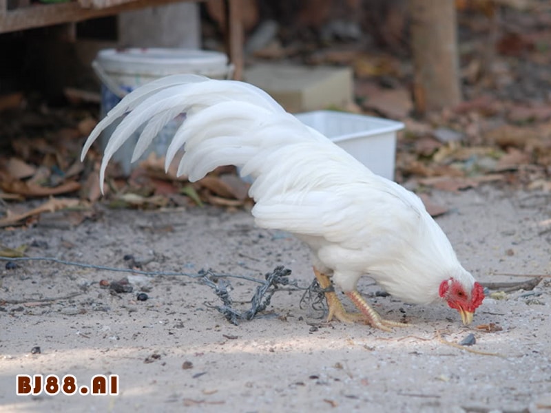 Gà Nhạn Trắng: