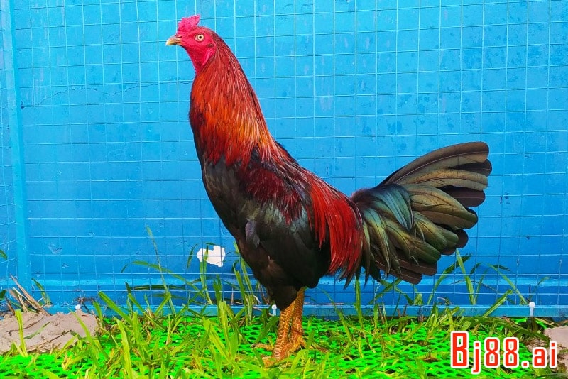 Cách mua gà Nọc VIP