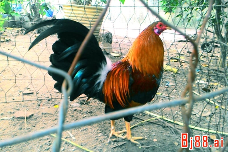 Cách chọn gà các sư kê khuyên làm