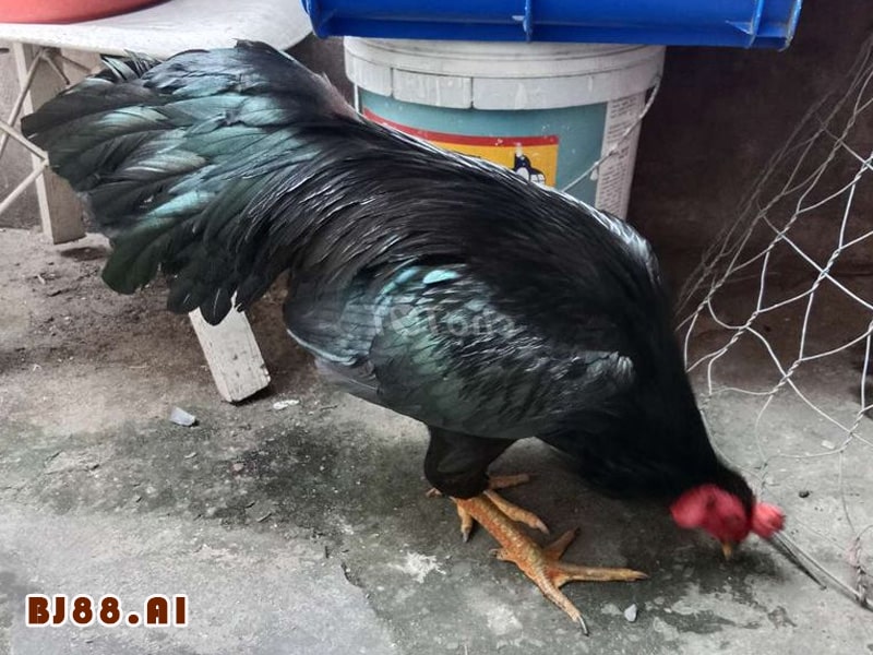 Gà Ô Đen: Một Sự Lựa Chọn Độc Đáo