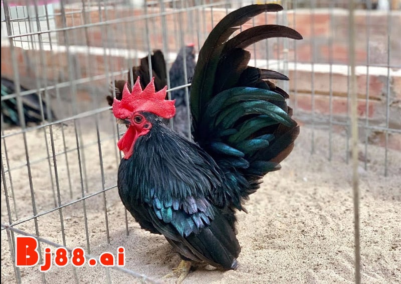 Gà ô đen: