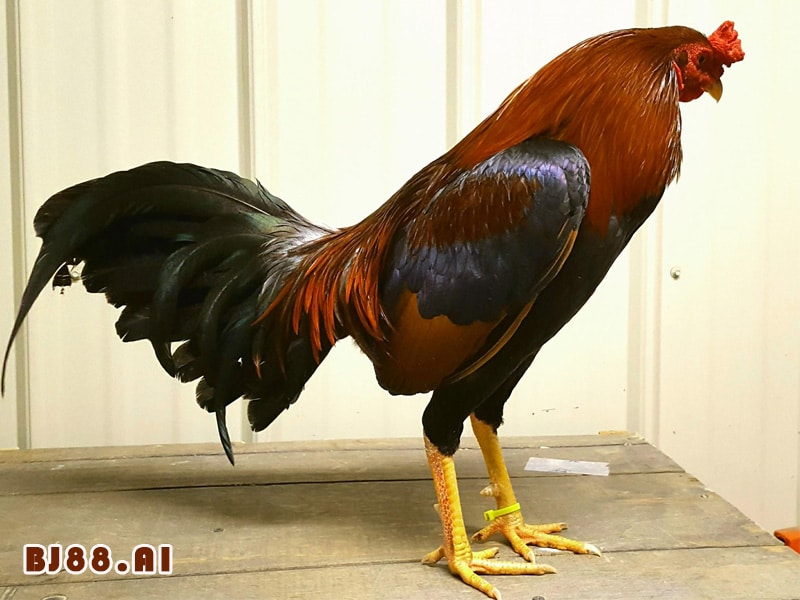 Gà Siêu Rặc Là Gì