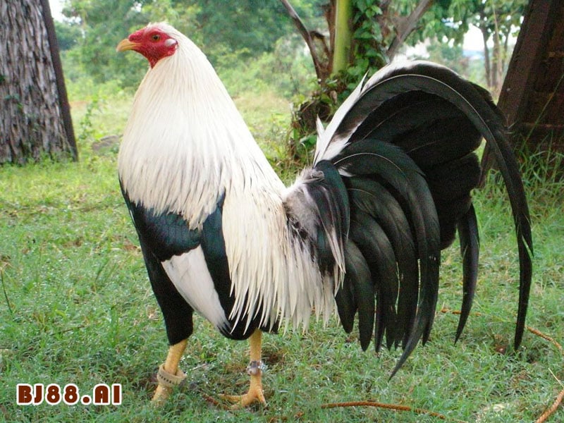 Mua gà siêu rặc ở đâu