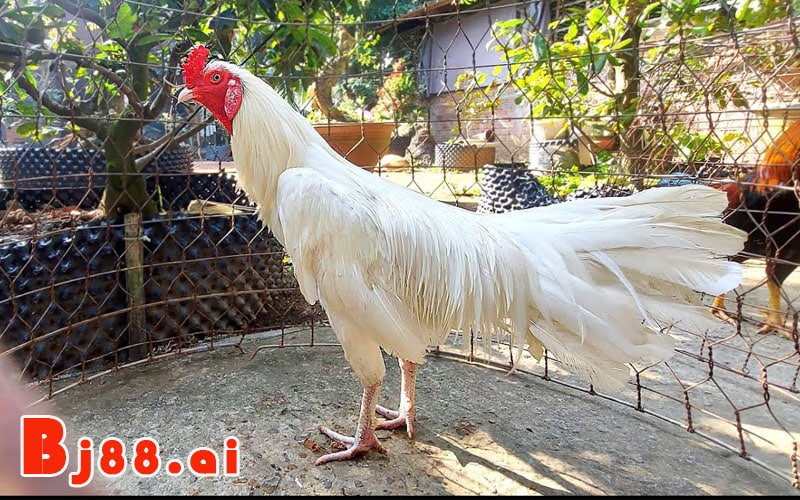 Gà trắng nhạn - Mệnh Kim Chơi Gà Màu Gì