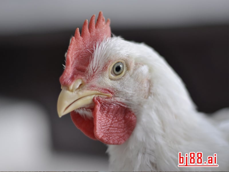 Phòng Bệnh Gà Bị Ký Sinh Trùng