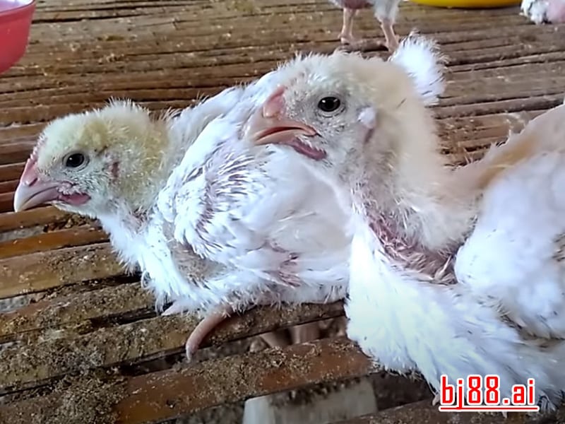 Cách Trị Gà Bị Ký Sinh Trùng Đường Máu: