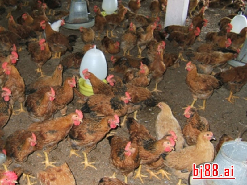 Triệu Chứng Bệnh Ký Sinh Trùng Đường Máu Trên Gà: Hiểu Rõ Và Nhận Diện