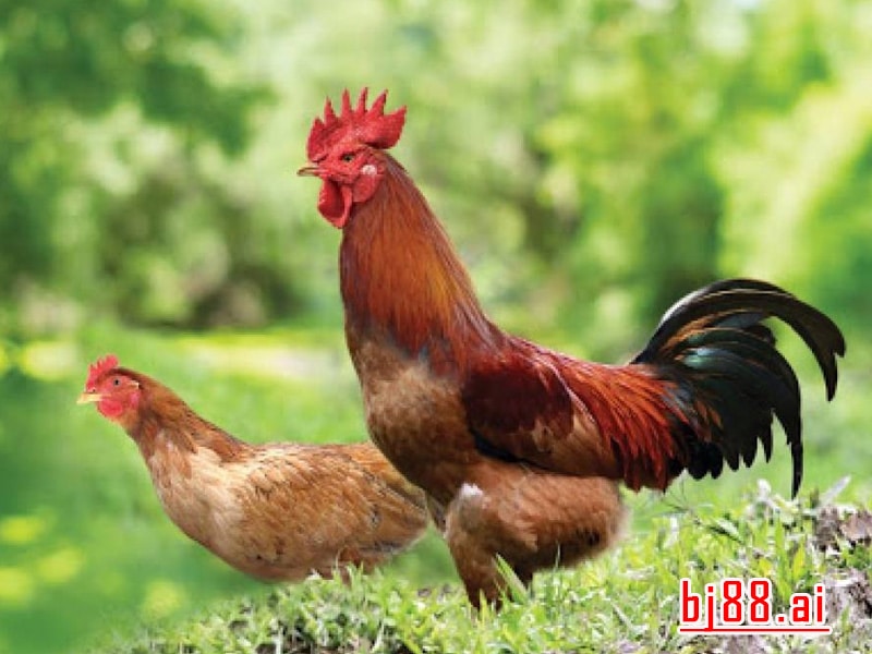 Gà Bị Nhiễm Ký Sinh Trùng Đường Máu: Hiện Tượng Đáng Quan Ngại
