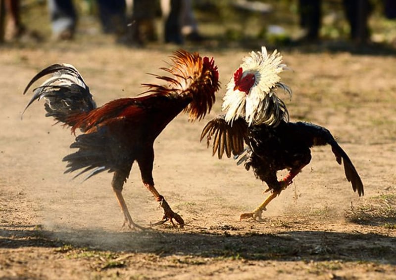 Phòng Ngừa Táo Bón Cho Gà Chọi