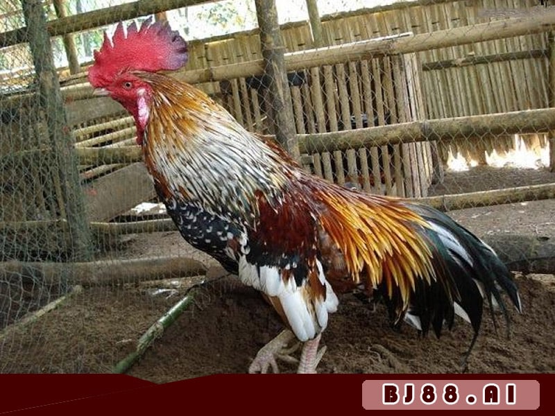 Cách chọn gà ngũ sắc chuẩn sư kê