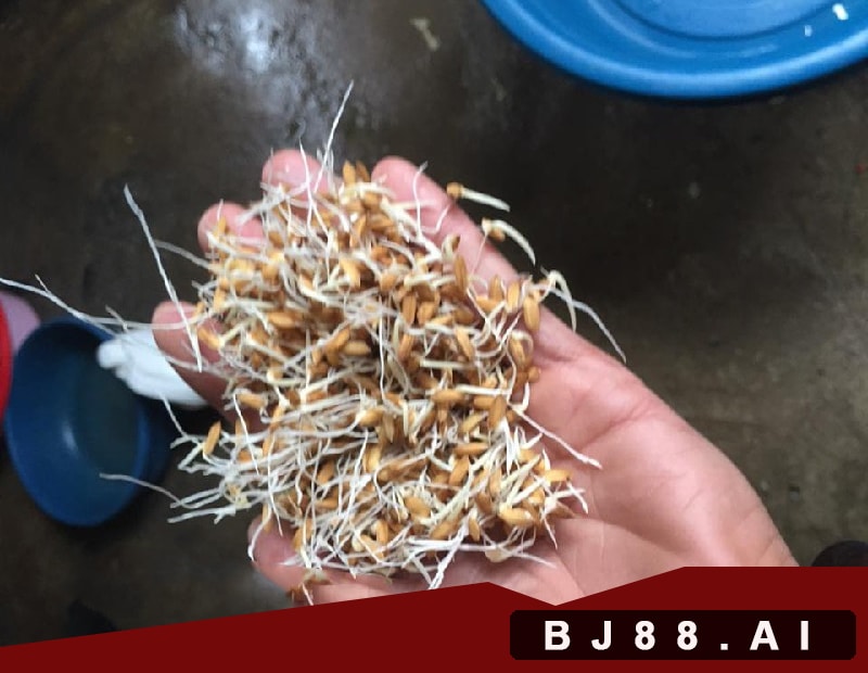 Gà Ăn Thóc thức ăn đã có từ ngàn đời