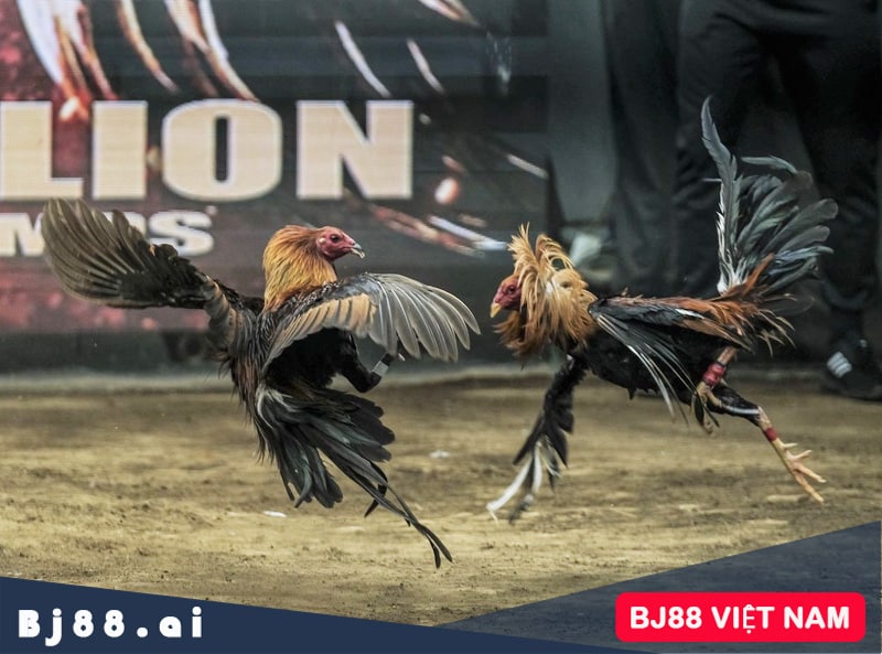 Nhà cái đá gà Daga179 có uy tín không