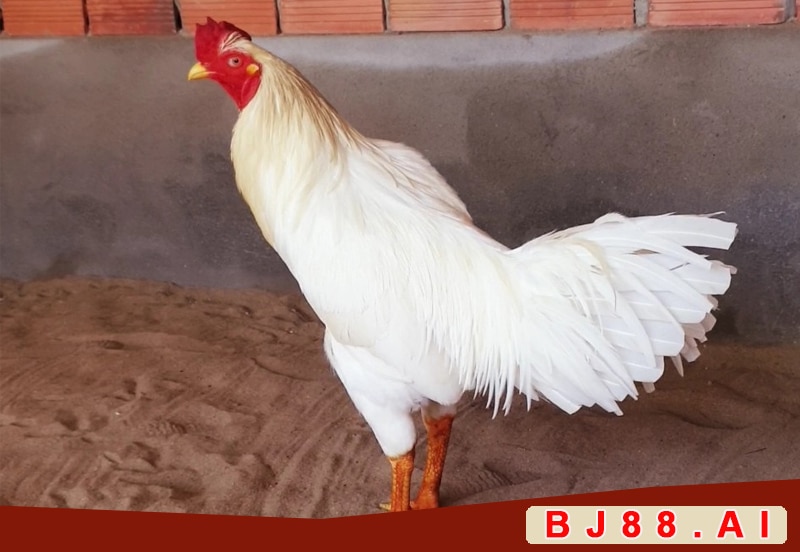 Gà Bướm là gì